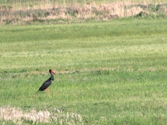 1/5 Svart stork Ciconia nigra (Black Stork) vid Wizna Marshes.