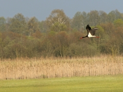 1/5 Svart stork Ciconia nigra (Black Stork) vid Wizna Marshes.