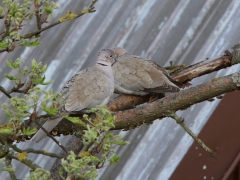 1/5 Turkduvor (Streptopelia decaocto, Eur. Collored Dove) utanför hotellet.