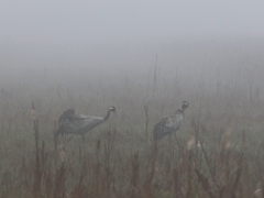 2/5 Trana Grus grus (Common crane) i morgondimman i Bagno Lawki där vi också hörde vattensångare sjunga.