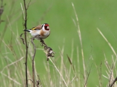 2/5 Steglits Carduelis carduelis (Eur. Goldfinch).