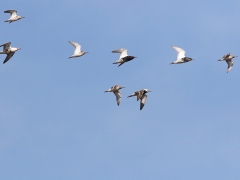 2/5 Brushane (Philomachus pugnax, Ruff) Bialystok fishponds.