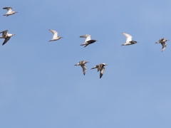 2/5 Brushane (Philomachus pugnax, Ruff) Bialystok fishponds.