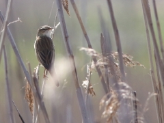 2/5 Sävsångare Acracephalus schoenobaenus (Sedge Warbler). Bialystok.