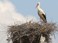 2/5 Vit stork (Ciconia ciconia, White stork). Boet hade som ofta häckande gråsparvar. På bilden syn en gråsparv som kommer inflygande från vänster.  Bialystok.