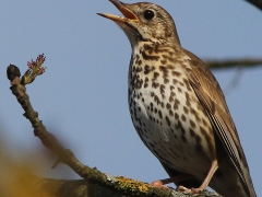 2/5 Taltrast (Turdus philomelos, Song Thrush) vid Dorek Bawra, Bialowieza.