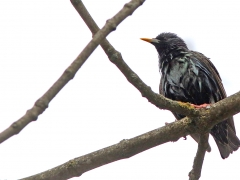 3/5 Stare (Sturnus vulgaris, Common Starling) i Bialowieza.