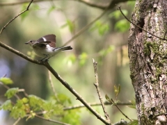 3/5 Halsbandsflugsnappare, hona (Ficedula albicollis, Collared Flycatcher) vid bo. Bialowiezaskogen.