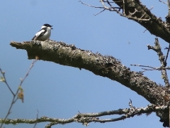 3/5 Halsbandsflugsnappare, hane (Ficedula albicollis, Collared Flycatcher).  Bialowiezaskogen.