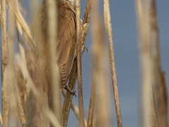 3/5 Trastsångare (Acroephalus arundinaceus, Great Read Warbler) sjöng flitigt och gjorde sitt bästa för att inte synas och lyckades delvis som synes.