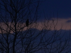 4/5 Ormvråk Buteo buteo (Common Buzzard). Innan soluppgången vid Teremiski på jakt efer Visenter.