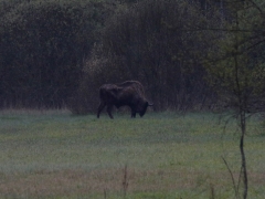 4/5 Visent (Bison bonasus, European Bison) i Teremiski före soluppgången.