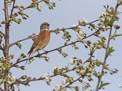 4/5 Hämpling (Linnaria cannabina, Common Linnet).