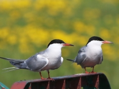 4/5 Fisktärna (Sterna hirundo, Common Tern).