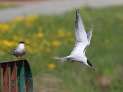 4/5 Fisktärna Sterna hirundo (Common Tern).