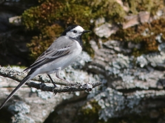 4/5 Sädesärla (Motacilla alba, Pied Wagtail). Gruszki.