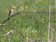 4/5 Törnskata, hane (Lanius collurio, Redbacked Shrike). Gruszki.