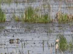 4/5 Årta (Anas querquedula, Garganey) Gruszki.