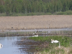 4/5 Vitvingade tärnor och svarttärnor.