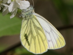 4/5 Rapsfjäril (Pieris napi, Green- veined White).