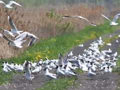 5/5 Mängder med skrattmås (Chroicocephalus ridibundus, Black-headed Gull).