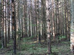 5/5 "Hackspettskog" som härjats av granbarkborrar.