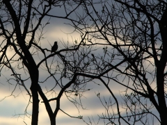 6/6 Uppe tidigt för en heldag i norra delen av Biebrzaområdet. Koltrast Turdus merula, Common Black Bird) sjunger i gryningen.
