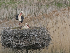 6/6 Vit stork (Ciconia ciconia, White stork).