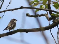 6/6 Svartvit flugsnappare, hane (Ficedula hypoleuca, Pied Flycatcher). Biebrza.