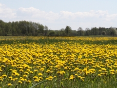 6/6 Maskrosfält (Dandelion).