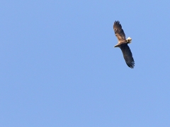 6/6 6/6 Havsörn (Haliaeetus albicilla, White-tailed Eagle). Biebrza.
