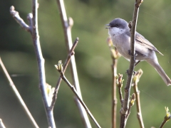 2/5 Ärtsångare (Sylvia curruca, Lesser Whitethroat). Dorek Bawra, Bialowieza.