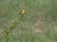 6/6 Gulärla (Motacilla flava, Yellow Wagtail).