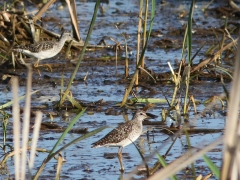 5/5 Grönbena (Tringa glareola, Wood Sandpiper) vid hotellet Goniadz.