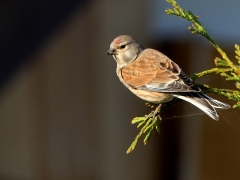 5/5 Hämpling (Linnaria cannabina, Common Linnet). Goniadz.