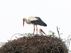 Polen. Vit stork ( Ciconia ciconia, White Stork).