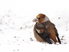 Vinter. Stenknäck (Coccothraustes coccothraustes,  Hawfinch) Söder, Växjö, Sm.