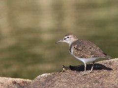 Fåglar i VP. Del 2. Drillsnäppa ( Actitis hypoleucos, Common Sandpiper) S. Bergundasjön, Växjö, Småland.