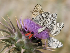 Blandat. När och Fjärran. Lesvos. Balkanschackbräde (Melanargia larissa, Balkan Marbled White) Lesvos, Grekland.