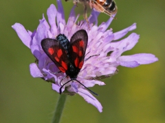 Fjärilar. Bastardsvärmare. Mindre bastardsvärmare (Zygaena viciae/ Väddsandbi Andrena hattorfiana)Biparadiset. Bokhultets NR, Växjö.