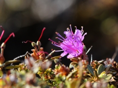 Abisko-Norge. Lapsk alpros (Rhododendron lapponicum).