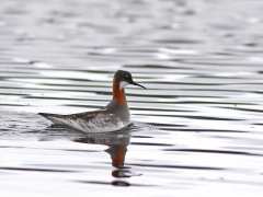 Abisko - Norge. (Smalnäbbad simsnäppa, Phalaropus lobatus, Red-necked Phalarope ) Abisko Östra.