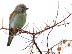 Sydafrika. Blåkråka (Coracias garrulus, European Roller) Krügerparken,.