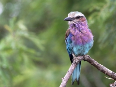 Sydafrika. Lilabröstad blåkråka (Coracias caudatus, Lilac-breastedRoller) Krügerparken, Sydafrika.