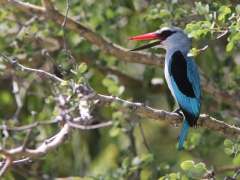 Sydafrika.. Savannkungsfiskare (Halcyon senegalensis, Woodland Kingfisher) Krügerparken,