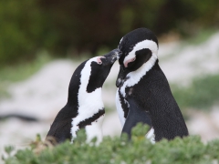 Sydafrika. Sydafrikansk pingvin (Spheniscus demersus, African Penguin) Simonstown.