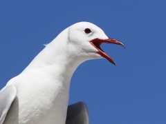 Sydafrika. Kapmås (Chroicocephalus hartlaubii) Kapstaden.