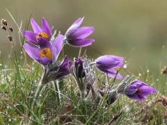 Blandat. Backsippa (Pulsatilla vulgaris) Mosslunda, Skåne.