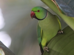 Gran Canaria. Halsbandsparakit (Psittacula krameri, Rose-ringed Parakeet. Maspalomas.