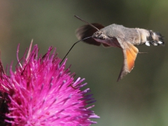 Blandat. När och Fjärran. Lesvos. Större dagsvärmare (Macroglossum stellatarum, Hummingbird  Hawkmoth) Mt Olympos, Lesvos, Grekland.